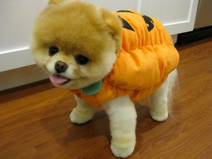 Boo the adorable pumpkin-dog!