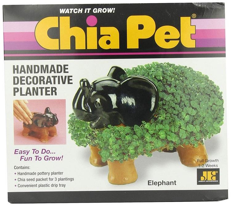 chia pet image