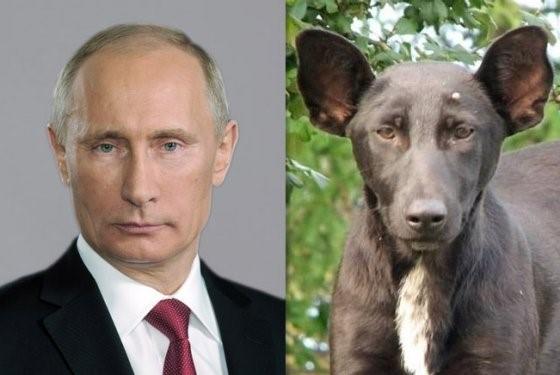 Facebook advertising cost Putin dog lookalike