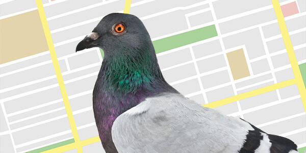 Google Fred Update Pigeon