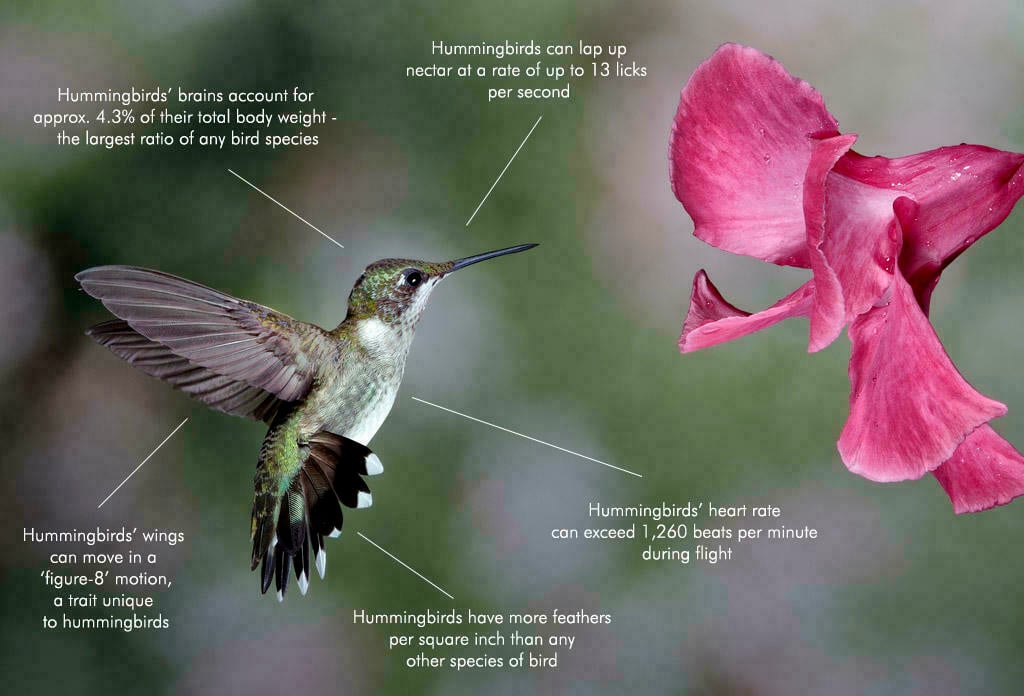 Google Hummingbird Fact Diagram