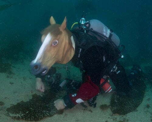 horse head mask photos