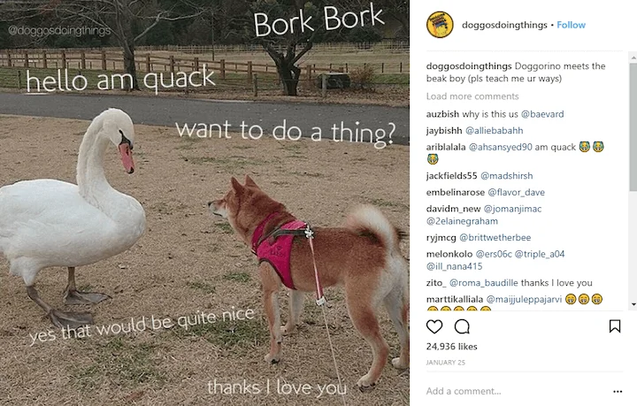 doggosdoingthings "what they would say" instagram caption example