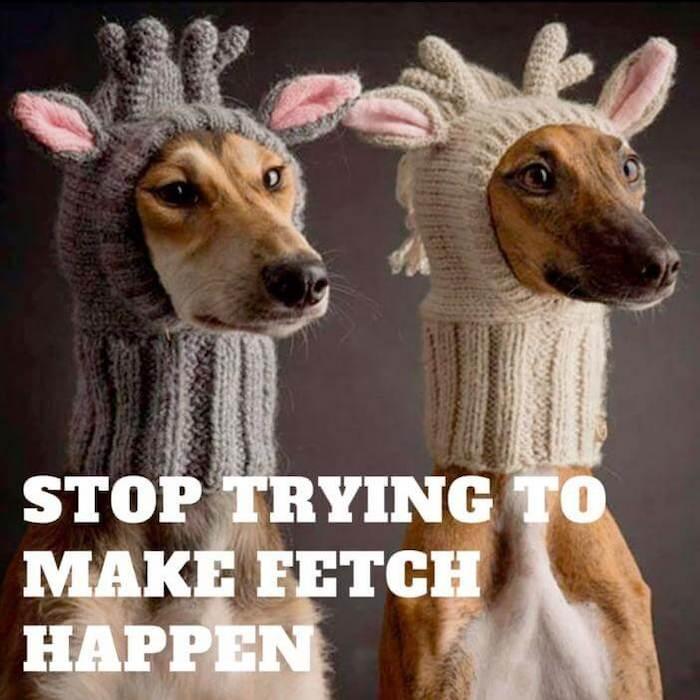 funny caption about two dogs being fetch