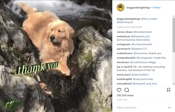 doggosdoingthings instagram caption example