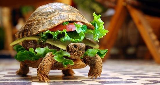 Native advertising examples turtle disguised as a cheeseburger