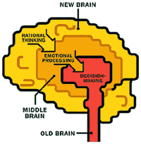 new brain old brain