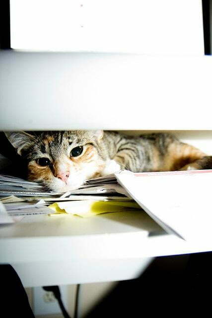 ppc agency strategies photo of a cat hiding under a desk