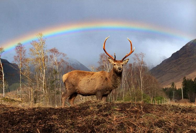 STAG
