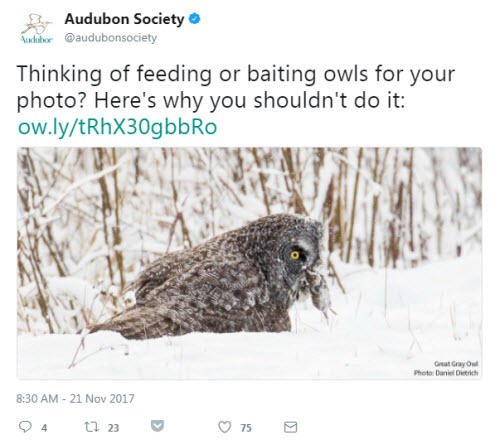 Social media for nonprofits Audubon Society example tweet