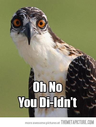 Software Marketing image of an owl saying "No you diIdn't."
