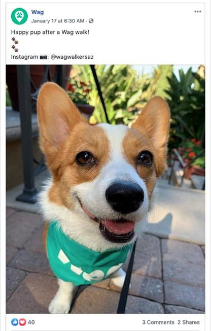 UGC Instagram content from Wags