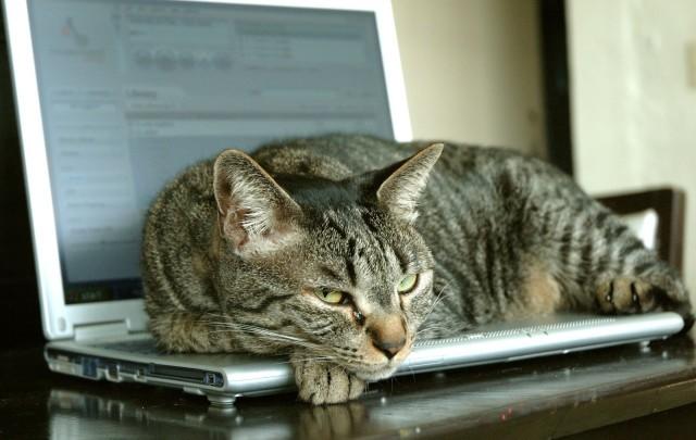 Working remotely cat sitting on laptop keyboard