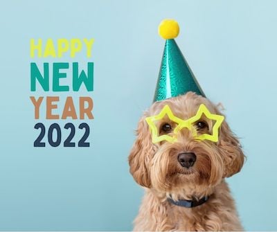Frohes neues Jahr Instagram Bildunterschriften - Hund mit Sternbrille