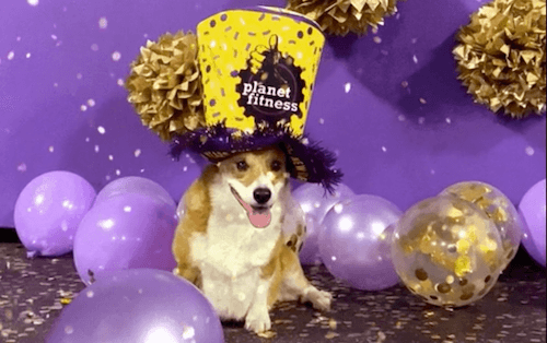 Silvester Instagram Bildunterschriften - Hundebild