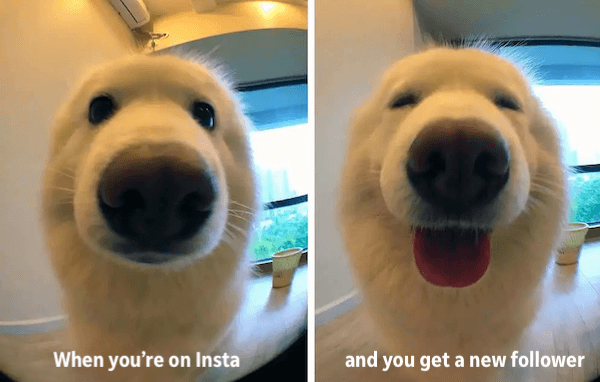 40+ Hilarious research memes that will make you smile