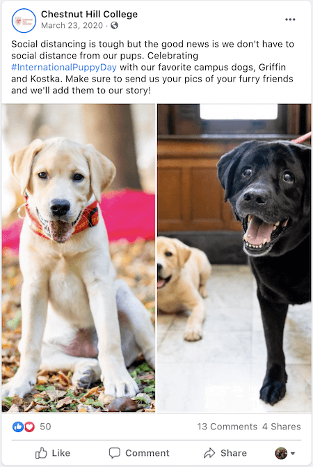 international puppy day facebook post