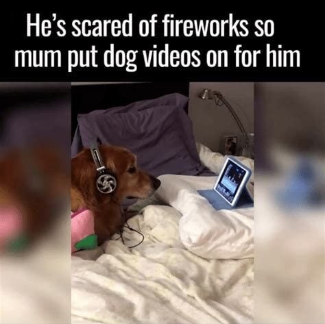 dog fireworks meme