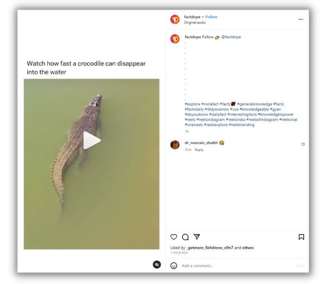 Хэштеги Instagram — скриншот поста Reels с изображением алигатора