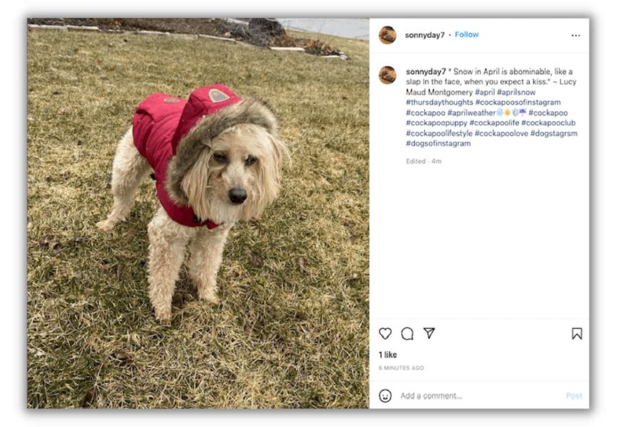 Instagram hashtags - Instagram post with a dog 