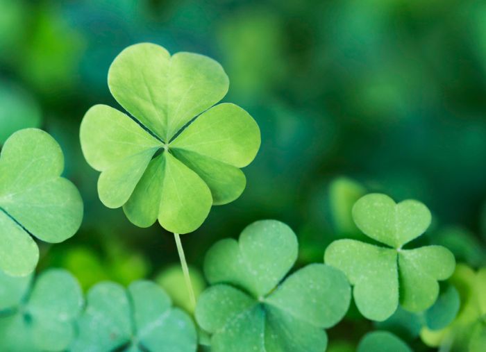 44+ St. Patrick’s Day Greetings & Quotes for Your Marketing Thyposts