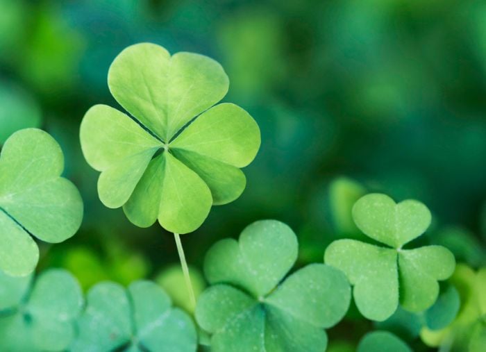 63 Catchy St. Patrick's Day Phrases & Quotes for Your Marketing