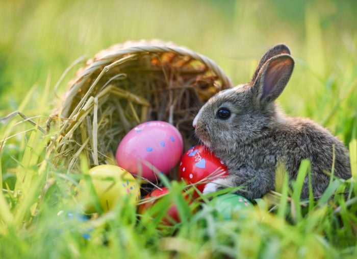 79 Easter Greetings & Messages for Every Bunny in Your Target Audience