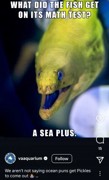 Summer puns - Instagram post from an aquarium.